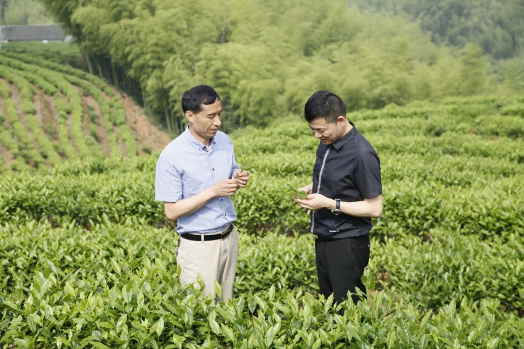 理想华莱高山茶示范基地-水龙茶园 茶叶种植探秘