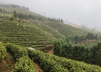 湖南头春茶受宠 价格上浮订单喜人，茶叶种植迎来新机遇