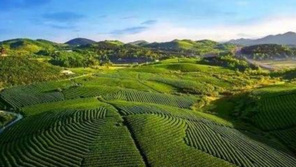 好品山东 | 我有一壶茶，芬芳润心田——探索山东茶叶种植的匠心与韵味