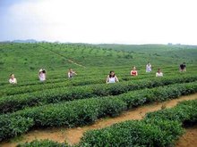 湄潭茶叶 高山流水间的绿色明珠