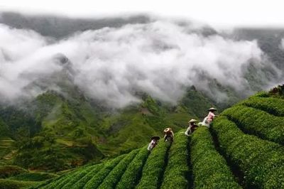 从树梢到茶杯 小罐茶回应“大师作”背后的茶叶种植之道