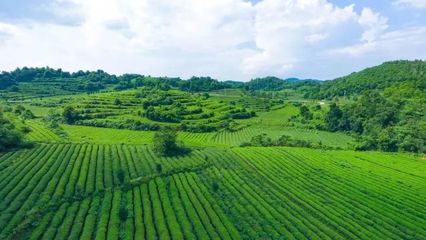 茶韵飘香·持续辉煌——观“福县”连续三年荣登“中国茶业百强县域”