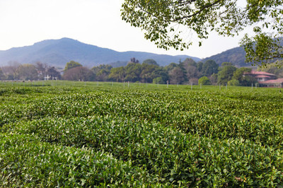 探秘杭州西湖龙井茶的茶叶种植传统与现代