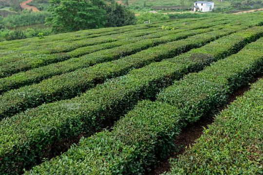 茶树、茶园与茶叶种植 一片叶子的自然之旅